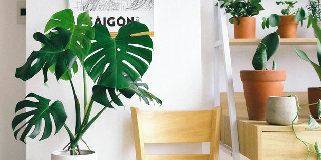 Monstera – wie oft gießen?