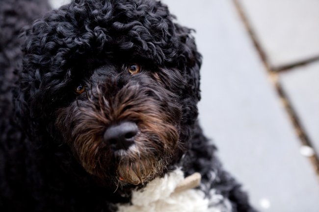 Friesischer Wasserhund auf Schmusekurs.