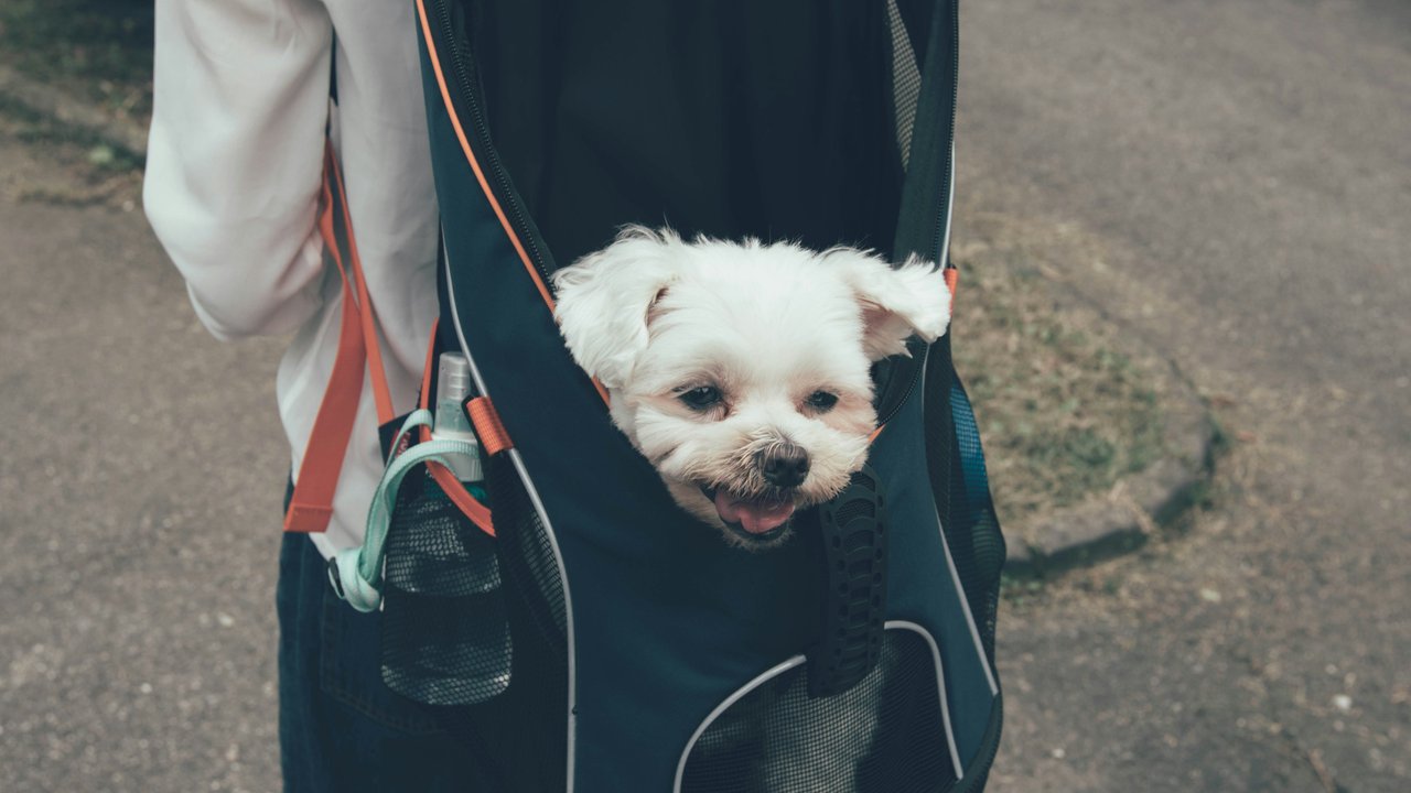 Ist es erlaubt, den Hund in der Tasche mit in den Supermarkt zu nehmen?