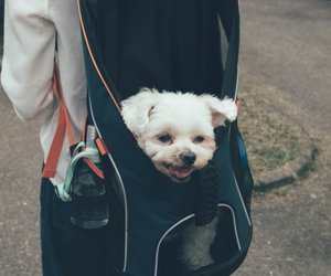 Praktisch: Dürfen Hunde in einer Tasche mit in den Supermarkt?