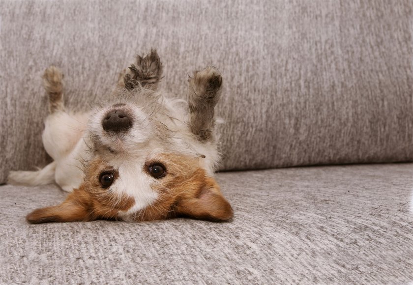 Ein niedlicher Hund liegt auf dem Rücken auf einem Sofa
