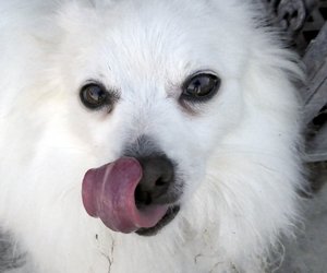 Dürfen Hunde Kiwi essen? So darfst du sie füttern 