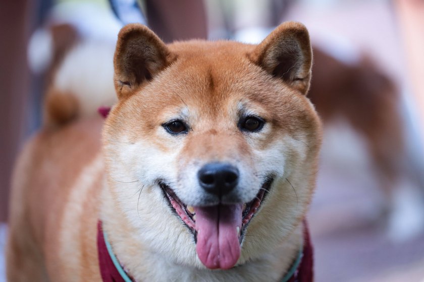 Shiba Inu