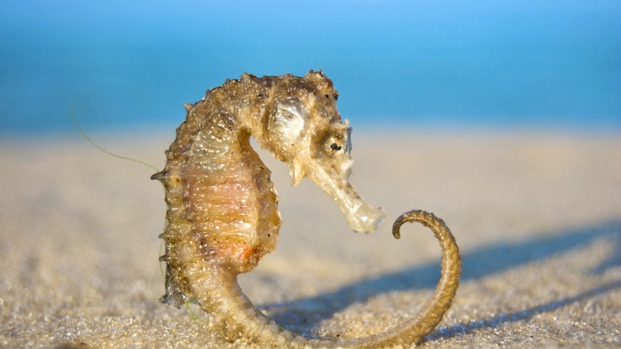 Seepferdchen leben auch in der Nordsee.