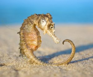 Seepferdchen in der Nordsee - wie gelangen die Tiere dorthin?