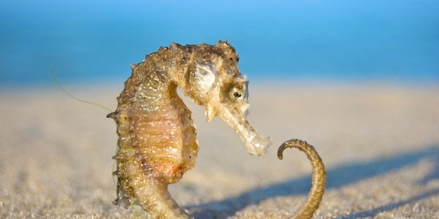 Seepferdchen in der Nordsee - wie gelangen die Tiere dorthin?