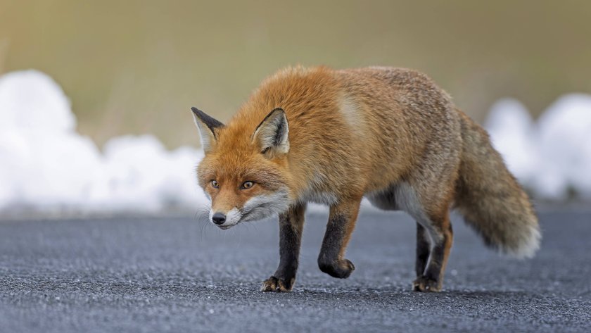Rotfuchs auf der Straße, nach Nahrung suchend
