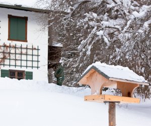 Faszination Winter: 6 faszinierende Vögel, die deinen Garten besuchen