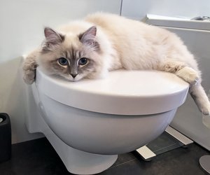 Unbedingt fernhalten: Diese 10 Dinge aus dem Haushalt können deiner Katze schaden!