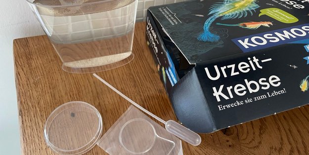 Urzeitkrebse züchten: So einfach könnt ihr eure eigenen lebenden Fossilien heranziehen