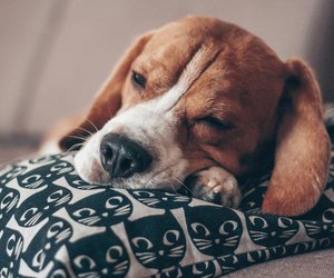 Warum schlafen Hunde mit offenen Augen? Überraschende Gründe