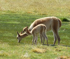  Was fressen Lamas und welches Futter schadet ihnen?