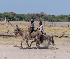 Wie lange leben Esel? Alles zur Lebenserwartung der Sturköpfe
