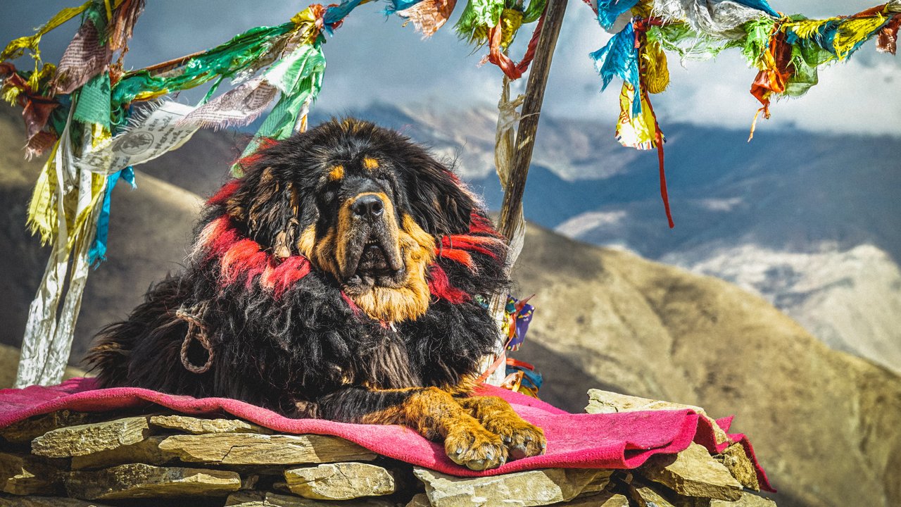 Der Tibet Mastiff ist ein schwergewichtiger Hütehund.