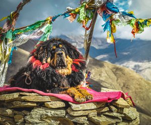 Ein Riese mit stolzer Mähne: Der Tibet Mastiff und sein Gewicht
