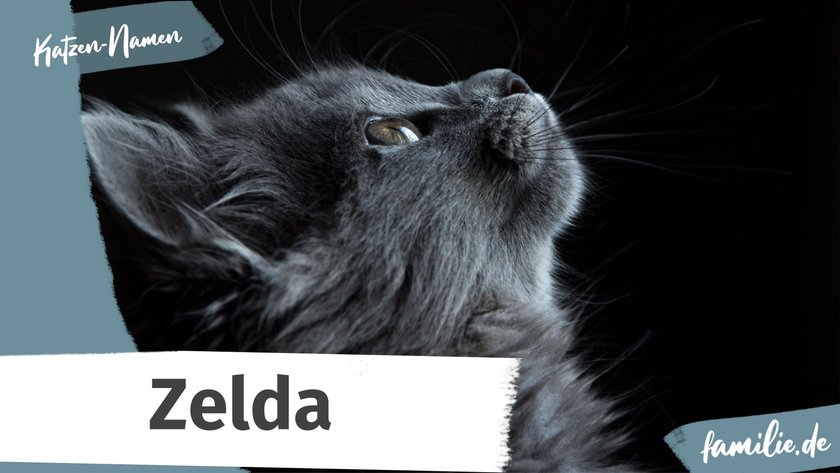 Namen für graue Katzen: Zelda