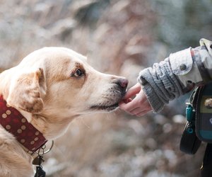 Dürfen Hunde Putenfleisch essen? Darauf solltest du achten