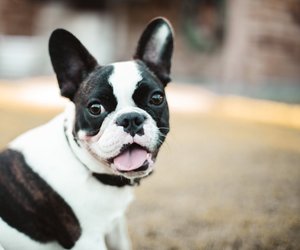 Bulldoggen-Arten: Diese verschiedenen Bulldoggen gibt es