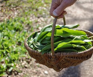 Bärlauch für Hunde: Ist das Wildkraut gefährlich für Hunde?