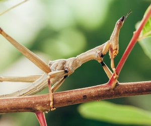Tierischer Rekordhalter: Das längste Insekt der Welt musst du gesehen haben