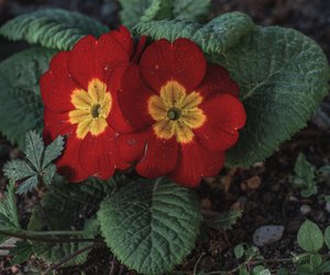 Gefahr für Kinder: Ist die Primel giftig?