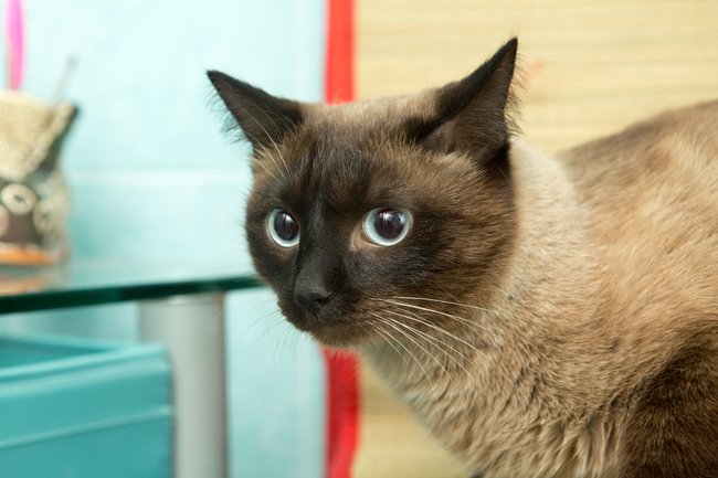 Die Siamkatze hat ein verspieltes Wesen.