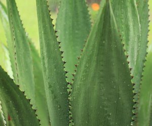 Agavendicksaft in der Schwangerschaft: Ein hilfreiches Lebensmittel?