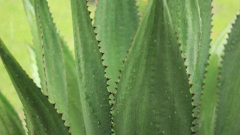 Agavendicksaft in der Schwangerschaft: Ein hilfreiches Lebensmittel?