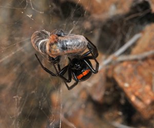 Ist die Edle Kugelspinne giftig: Müssen wir uns vor der „Falschen Witwe“ fürchten?