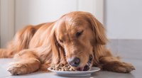 Hundefutter-Test: Die Trockenfutter-Sieger bei Stiftung Warentest