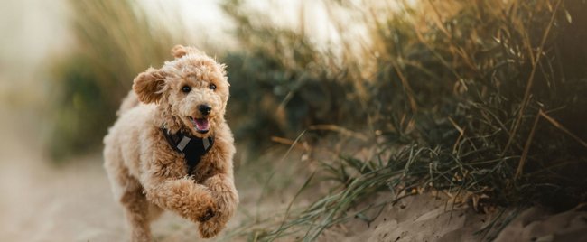 Die schönsten Hundestrände in Deutschland für dich und deinen Vierbeiner
