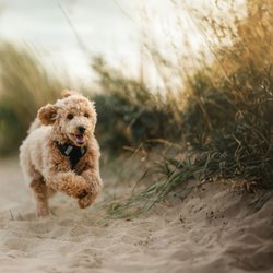 Die schönsten Hundestrände in Deutschland für dich und deinen Vierbeiner