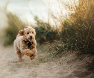 Sommerurlaub mit Hund: Diese Hundestrände in Deutschland sind ein Muss