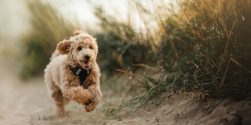 Die schönsten Hundestrände in Deutschland für dich und deinen Vierbeiner