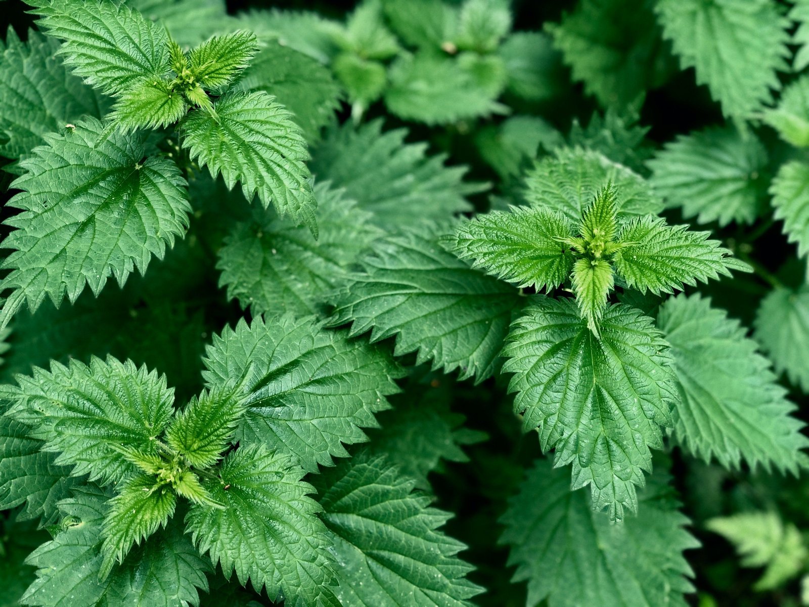 dünger säure austauschstoff Purgrün Sedum-Dünger 1 kg