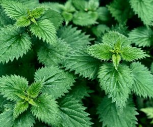 Brennnesseljauche Haltbarkeit: Wie lange hält sich der Bio-Dünger?