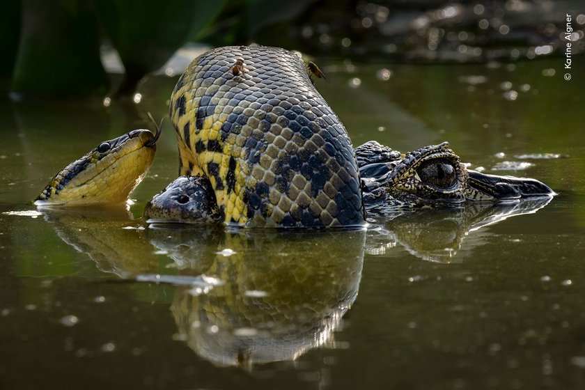 Karine Aigner recognises the skin of a yellow anaconda as it coils itself around the snout of a yacaré caiman. 