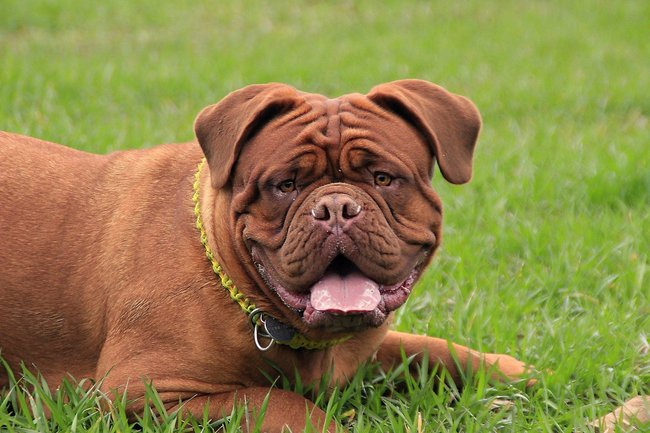 Mastiff