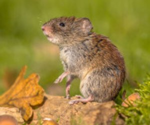 Wie gefährlich ist das Hantavirus für Schwangere?