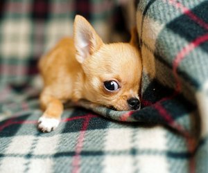 Kleinster Hund der Welt – ihr kennt ihn alle