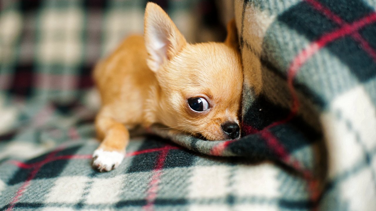 Minihunde gibt es viele, aber nur eine Hunderasse ist die kleinste der Welt.