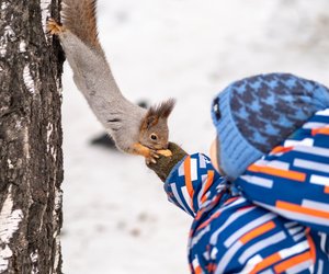 Wo leben Eichhörnchen? Spannende Fakten über den Lebensraum der Nager