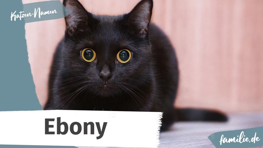 Schwarze Katze Namen: Ebony