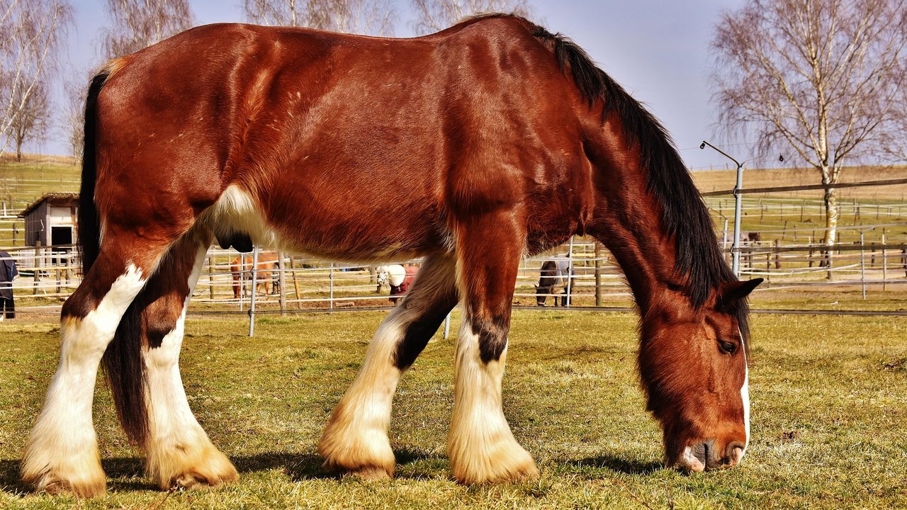 Hier kannst du den kräftigen Körperbau eines Shire Horse erkennen. 