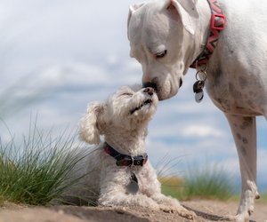 Wissensquiz über Deutsche Hunderassen: Echte Hundefreunde beantworten jede Frage richtig