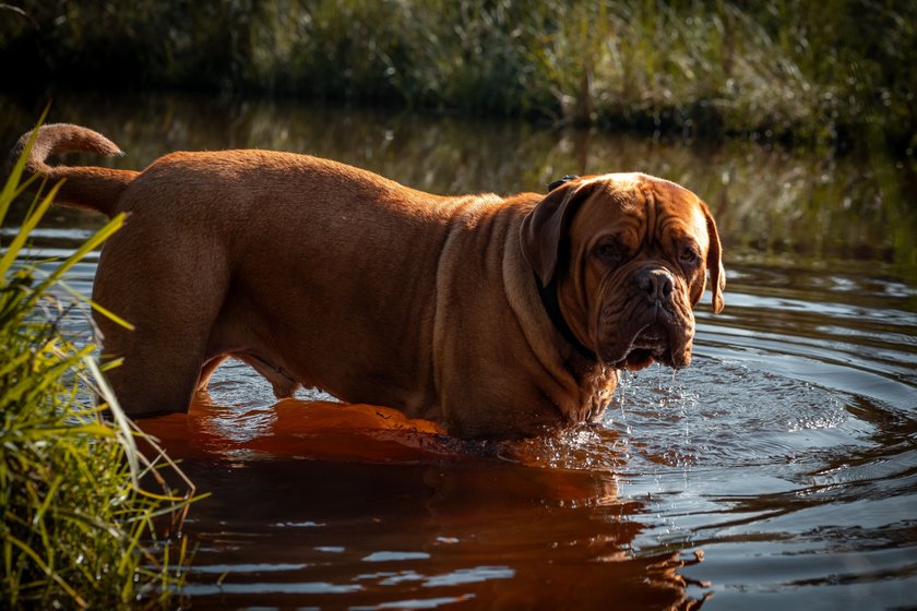 English Mastiff