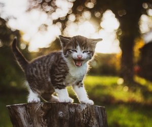 Stress: An diesen Anzeichen erkennst du, dass deine Katze sich unwohl fühlt