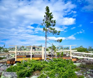 Der älteste Baum der Welt: Er überdauert seit Jahrtausenden