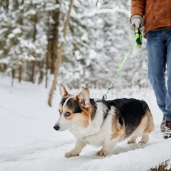 Gadgets von Amazon, die für deinen Hund im Winter absolute Pflicht sind