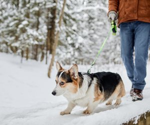 Gadgets von Amazon, die für deinen Hund im Winter absolute Pflicht sind